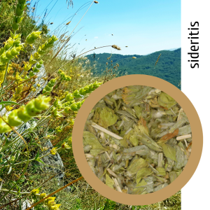 Sideritis